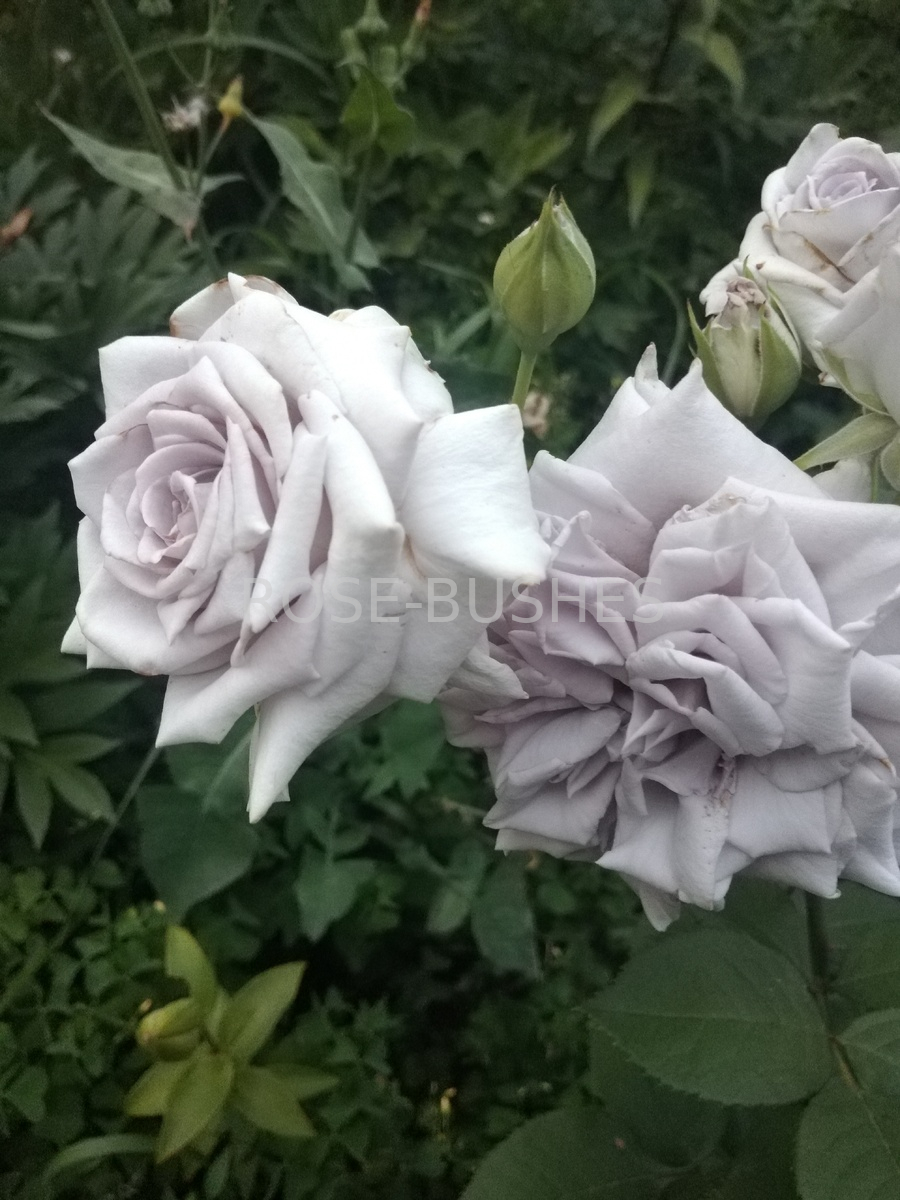 ��������� �����. Chateau Myrtille. (��, ����)